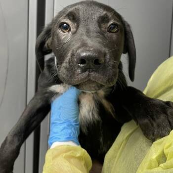 Bottled Coke -  Cattle Dog and Mixed Breed Dog for Adoption in Hattiesburg, Mississippi - Bottled Coke | PetCurious
