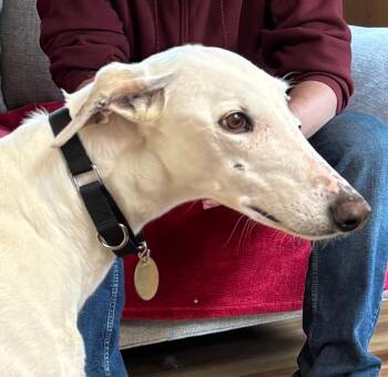 Greyhound Dogs Available for Adoption in Hopkinton, Massachusetts - Igloo | PetCurious