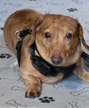Hooper -  Dachshund Dog for Adoption in West Columbia, South Carolina - Hooper | PetCurious