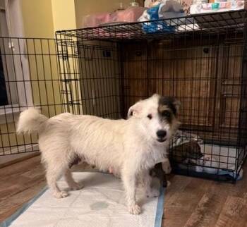 Schnauzer Dogs Available for Adoption in Missouri City, Texas - Tristina WV14285-T | PetCurious