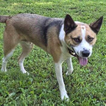 Tango -  Mixed Breed Dog for Adoption in Gloucester, Virginia - Tango | PetCurious