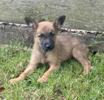 Rachel -  German Shepherd Dog and Belgian Shepherd Malinois Dog for Adoption - Rachel | PetCurious