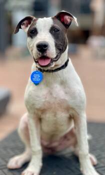 Rescue Mixed Breed Dogs for Adoption in Macon, Georgia - Dottie | PetCurious