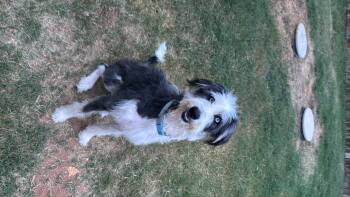 Kelsie -  Airedale Terrier and Sheepadoodle Dog for Adoption in Haslet, Texas - Kelsie | PetCurious