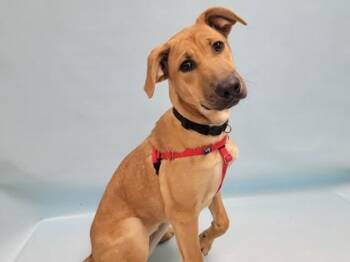 Leilani -  German Shepherd Dog and Mixed Breed Dog for Adoption in Minneapolis, Minnesota - Leilani | PetCurious