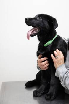 Labrador Retriever and Shepherd Dogs Available for Adoption - Turtle | PetCurious