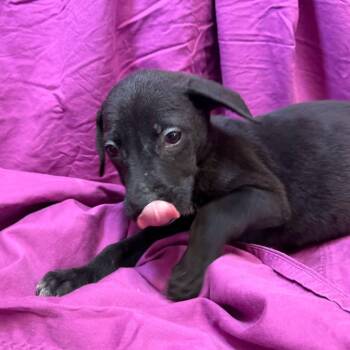 Whippet Dogs Available for Adoption - Ram | PetCurious