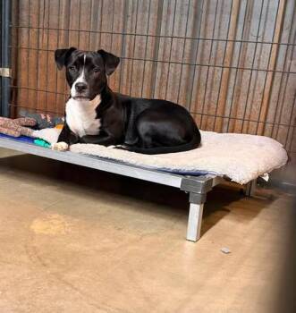 Dally -  Pit Bull Terrier Dog for Adoption in Tulsa, Oklahoma - Dally | PetCurious