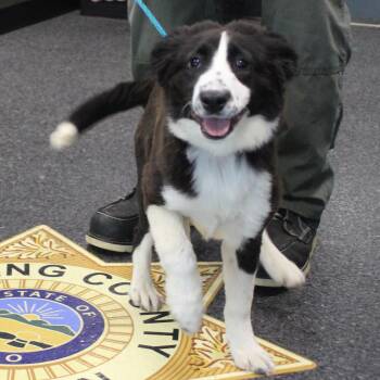 Border Collie Dogs Available for Adoption in Heath, Ohio - Queenie (11777) | PetCurious