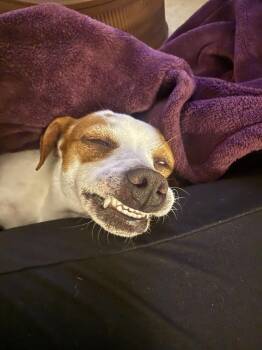 Sancho -  Jack Russell Terrier Dog for Adoption in Tulsa, Oklahoma - Sancho | PetCurious