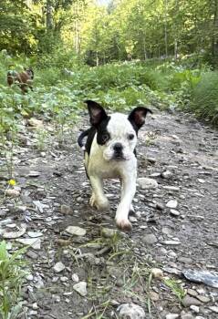 Elvis -  Boston Terrier Dog for Adoption in Cheektowaga, New York - Elvis | PetCurious