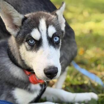Falcon -  Siberian Husky Dog for Adoption in Phoenixville, Pennsylvania - Falcon | PetCurious