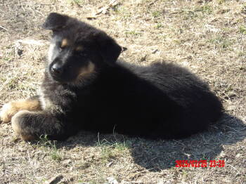 German Shepherd Dog Dogs Available for Sale - Thor | PetCurious