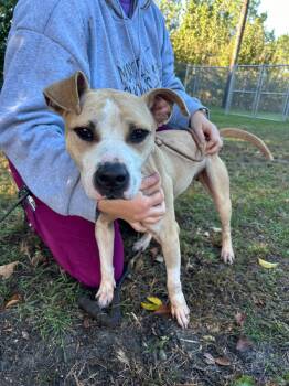 Rescue Mixed Breed Dogs for Adoption in Columbia, South Carolina - AUTUMN | PetCurious