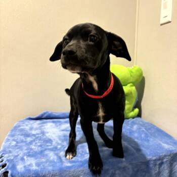 Labrador Retriever and Mixed Breed Dogs Available for Adoption in Tampa, Florida - Shari | PetCurious