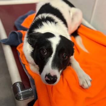 Spur -  Mixed Breed Dog for Adoption in Park City, Utah - Spur | PetCurious