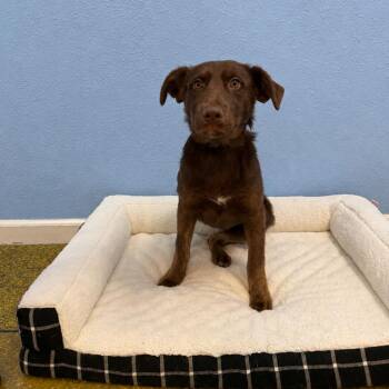 Sol -  Shepherd and Mixed Breed Dog for Adoption in Fresno, California - Sol | PetCurious