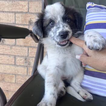 Border Collie Dogs Available for Adoption in Copiague, New York - Journey | PetCurious