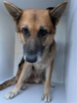 A661780 -  German Shepherd Dog Dog for Adoption in Houston, Texas - A661780 | PetCurious