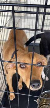 Rescue Golden Retriever and Mixed Breed Dogs for Adoption in Livingston, Texas - Sandy | PetCurious