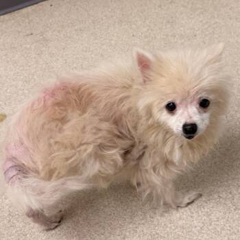 Sugar -  Pomeranian Dog for Adoption in Evansville, Indiana - Sugar | PetCurious