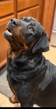 Rottweiler Dogs Available for Adoption in Pflugerville, Texas - Lena | PetCurious
