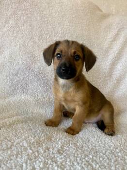 Miniature Dachshund and Cairn Terrier Dogs Available for Adoption in Iron Ridge, Wisconsin - Mikey | PetCurious