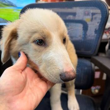 Benjamin Franklin -  Australian Shepherd and Great Pyrenees Dog for Adoption in Norman, Oklahoma - Benjamin Franklin | PetCurious