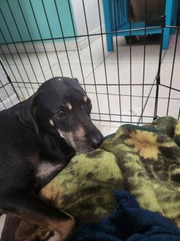 Rescue Labrador Retriever and Doberman Pinscher Dogs for Adoption in St. Petersburg, Florida - Luna | PetCurious