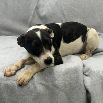 Hudson -  Terrier Dog for Adoption in Butler, Kentucky - Hudson | PetCurious