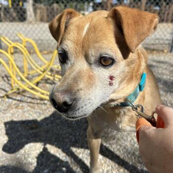 Duncan -  Beagle and Mixed Breed Dog for Adoption in Nowata, Oklahoma - Duncan | PetCurious