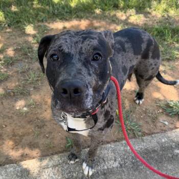 Catahoula Leopard Dog Dogs Available for Adoption in Columbia, South Carolina - HVAC Technician | PetCurious