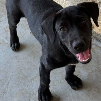 Hannah -  Black Labrador Retriever Dog for Adoption in Isabela, Isabela - Hannah | PetCurious