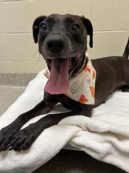 Lady -  Terrier and Mixed Breed Dog for Adoption in Fishers, Indiana - Lady | PetCurious