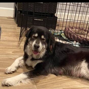 Duchess -  Husky and Great Pyrenees Dog for Adoption in Beaumont, Texas - Duchess | PetCurious