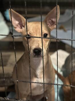 Rescue Chihuahua and Terrier Dogs for Adoption in Wilmington, Illinois - Uno | PetCurious