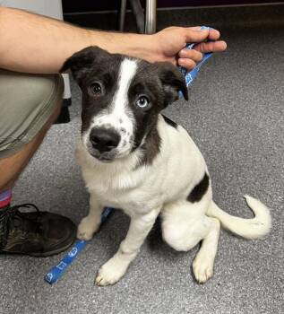 Fern -  Australian Shepherd Dog for Adoption in Jamestown, California - Fern | PetCurious