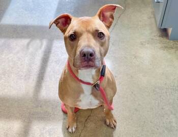 Rescue Pit Bull Terrier Dogs for Adoption in Columbus, Indiana - Farin | PetCurious