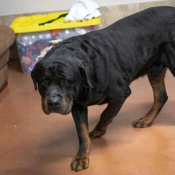 Rocky (F26-24) -  Rottweiler Dog for Adoption in Peyton, Colorado - Rocky (F26-24) | PetCurious
