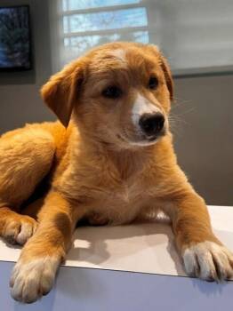 Australian Shepherd Dogs Available for Adoption in North Reading, Massachusetts - Matilda | PetCurious