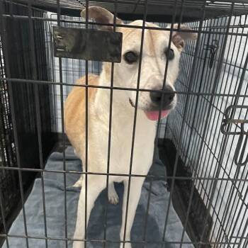 0927-D26 -  Labrador Retriever and Mixed Breed Dog for Adoption in Port Charlotte, Florida - 0927-D26 | PetCurious