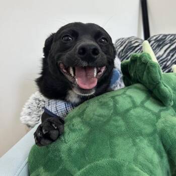 Rat Terrier Dogs Available for Adoption in Lyndhurst, Virginia - Cosmo | PetCurious