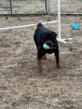 PONCHO -  Rottweiler Dog for Adoption in Chapel Hill, North Carolina - PONCHO | PetCurious