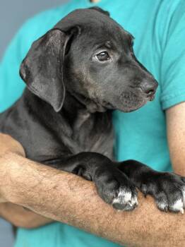 Joey -  Labrador Retriever Dog for Adoption in Elmsford, New York - Joey | PetCurious