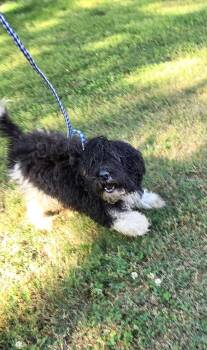 Cockapoo Dogs Available for Adoption in Rocky Mount, North Carolina - Olaf30938 | PetCurious