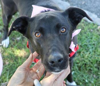 Stevie (Female) -  Labrador Retriever Dog for Adoption in Harrison, New York - Stevie (Female) | PetCurious