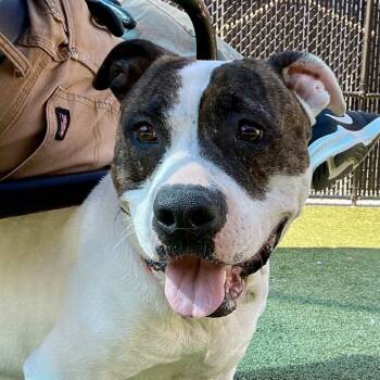 Boxer Dogs Available for Adoption in Greensboro, North Carolina - Sniff A Doodle | PetCurious