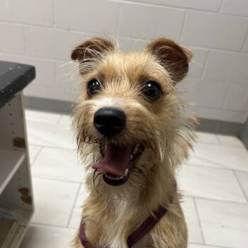 Yorkshire Terrier Dogs Available for Adoption in Lufkin, Texas - Laddy | PetCurious