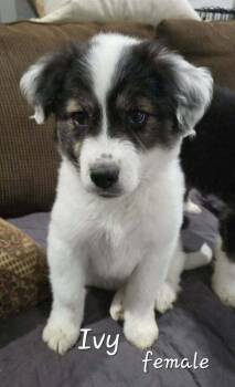 Bernese Mountain Dog Dogs Available for Adoption - Ivy | PetCurious