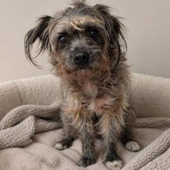 Terrier and Mixed Breed Dogs Available for Adoption - FOSTER OR FOSTER-TO-ADOPT NEEDED Bonito | PetCurious